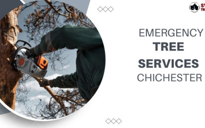 Emergency Tree Services by Professionals in Chichester