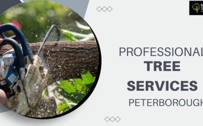 Professional Tree Pruning Services in Peterborough