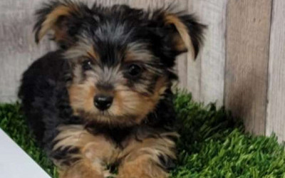 Adorable Yurkie Puppies For New Home (California, USA)