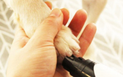 Rechargeable Professional Nail Grinder For Dogs