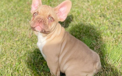 Pure-breed Frenchies available