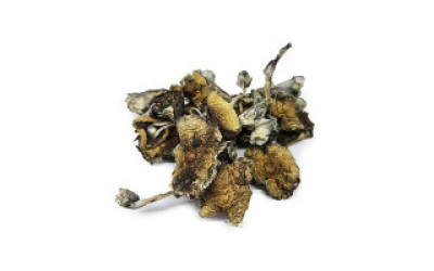 Psilocybe Azurescens Dried - Worcester