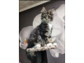 maine-coon-kittens-for-sale-small-0