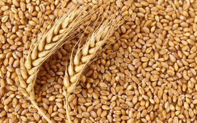 Get premier-quality Kazakhstan grain from Eagle Asia, the authentic grain supplier