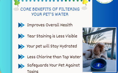 Core Benefits of Filtering Your Pet's Water