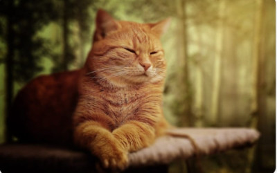 The Most Mysterious and Beautiful Cats You Need to See.