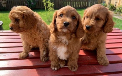 Super adorable Cavoodle puppies